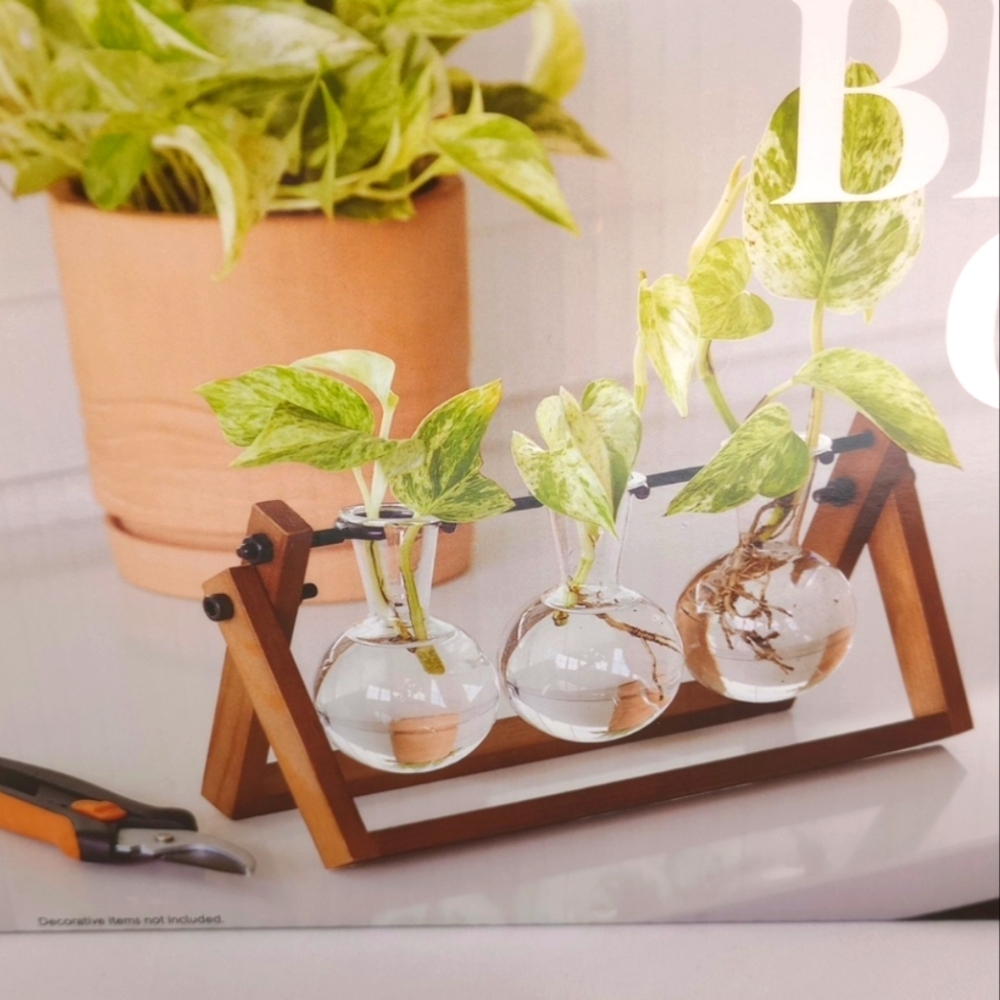 Better Homes And Gardens Wooden Propagation Station with Glass Vases
